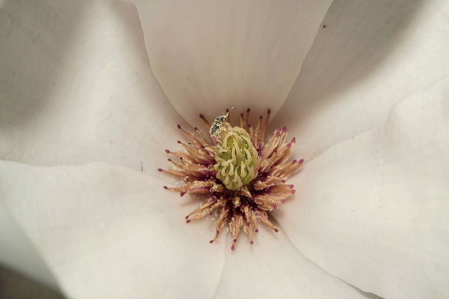 Magnolia, Blossom, Bloom, Spring, beautiful, tender, awakening HD wallpaper