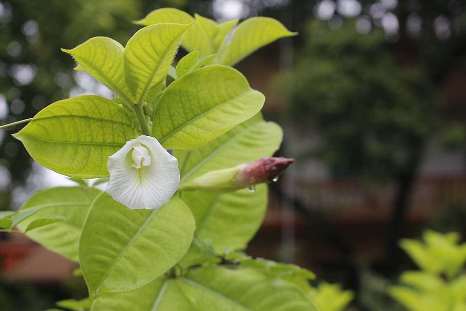 leaf, nature, flora, tree, growth, environment, garden, white flower HD wallpaper