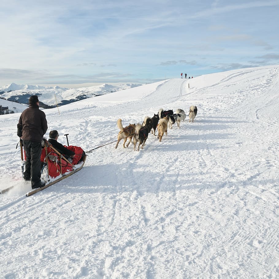 dog, sled, snow, mountain, winter, sport, sleigh, cold temperature HD wallpaper