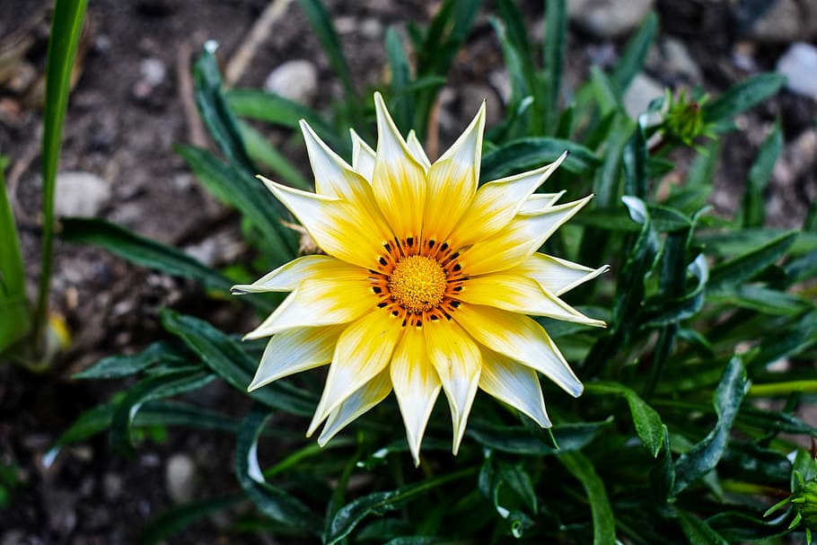 nature, plant, leaf, flower, yellow, flowering plant, petal HD wallpaper