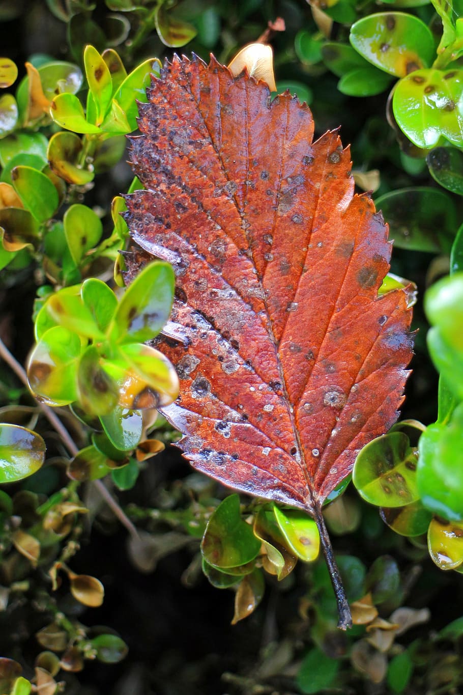 autumn, leaf, individually, foliage leaf, leaves, green, brown HD wallpaper