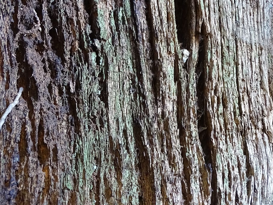 trunk, wood, flying, tree trunk, textured, full frame, backgrounds HD wallpaper