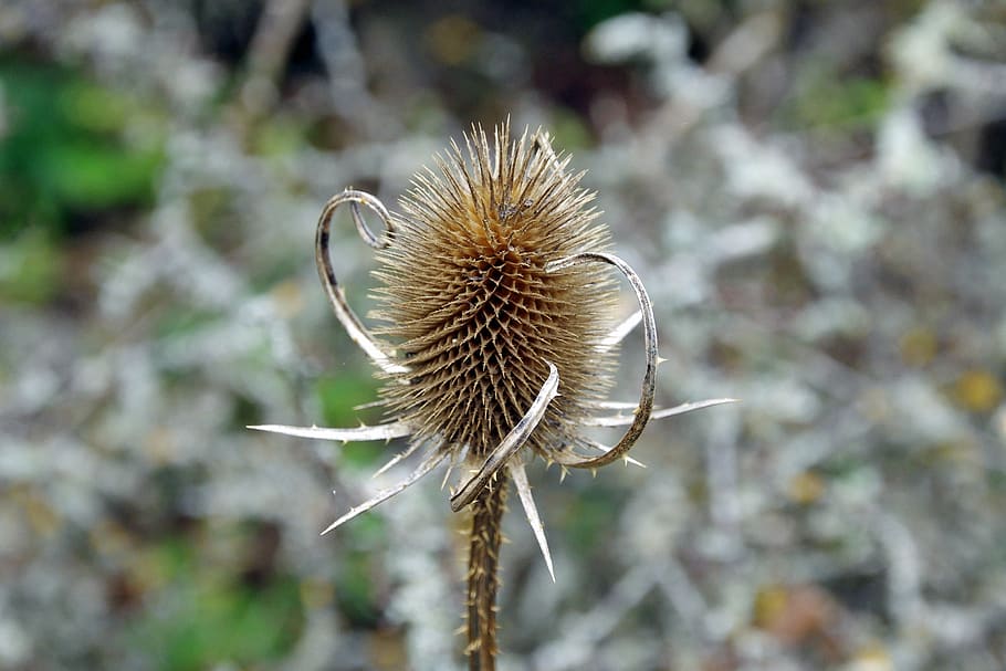 thistle, autumn, brown, dry, civitella alfedena, national park of abruzzo HD wallpaper