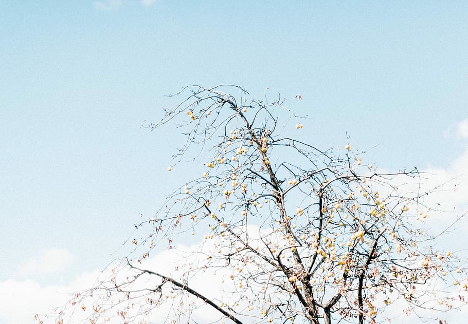 white leaf tree under blue and white sky, photo of brown withered tree HD wallpaper