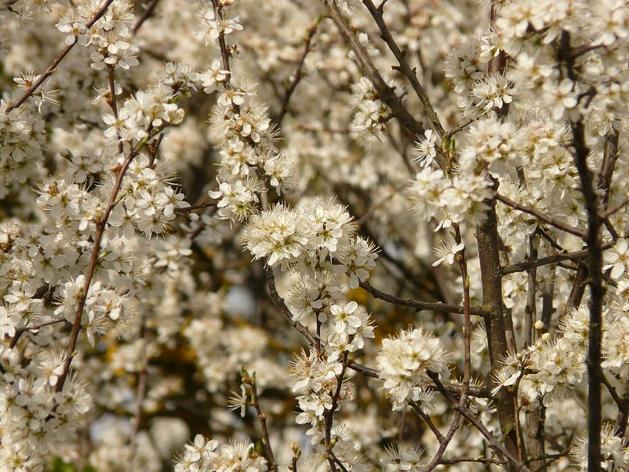 blackthorn, schlehendorn, heckendorn, flowers, white, bloom, HD wallpaper