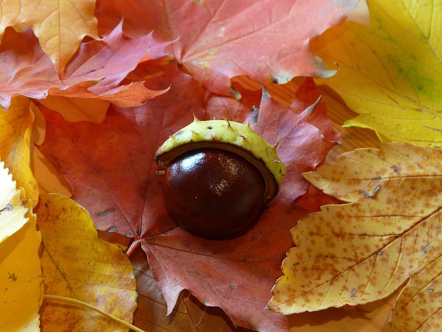 Chestnut, Shell, Sleeve, chestnut shell, prickly, brown, colorful HD wallpaper