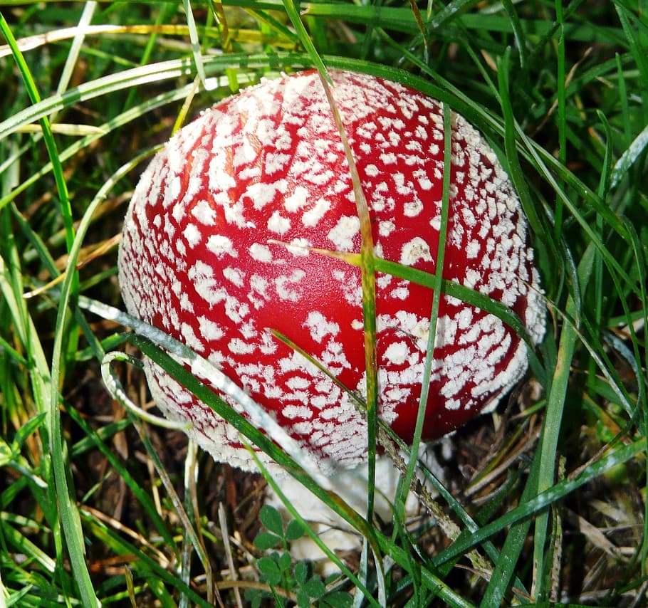 fly agaric, grass, mushroom, toxic, plant, spotted, close, red HD wallpaper