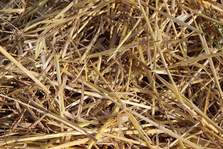 straw, field, harvest, nature, backgrounds, hay, close-up, plant HD wallpaper