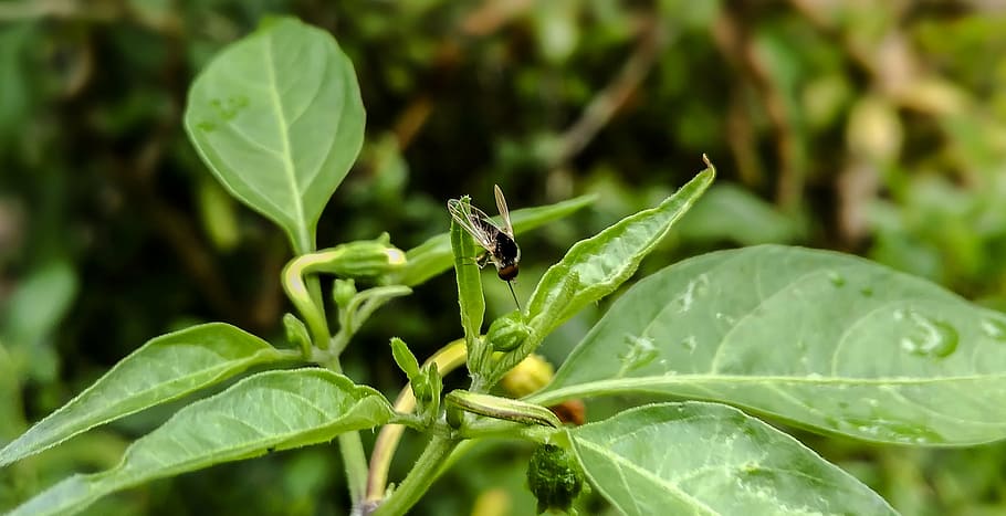 fly on leaf, insect, nature, green, bug, outdoor, garden, pest HD wallpaper