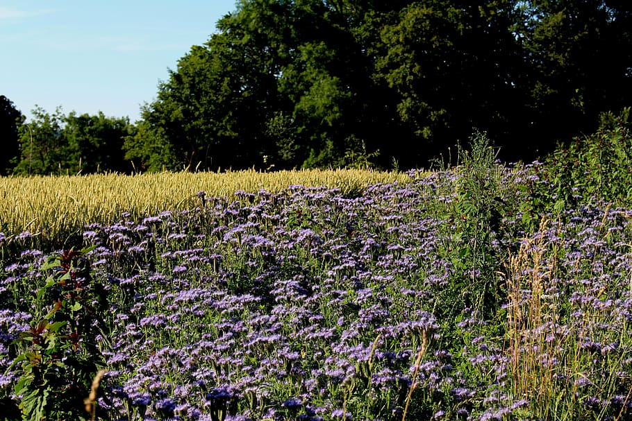 landscape, flowers, cornfield, forest, mood, color, summer HD wallpaper