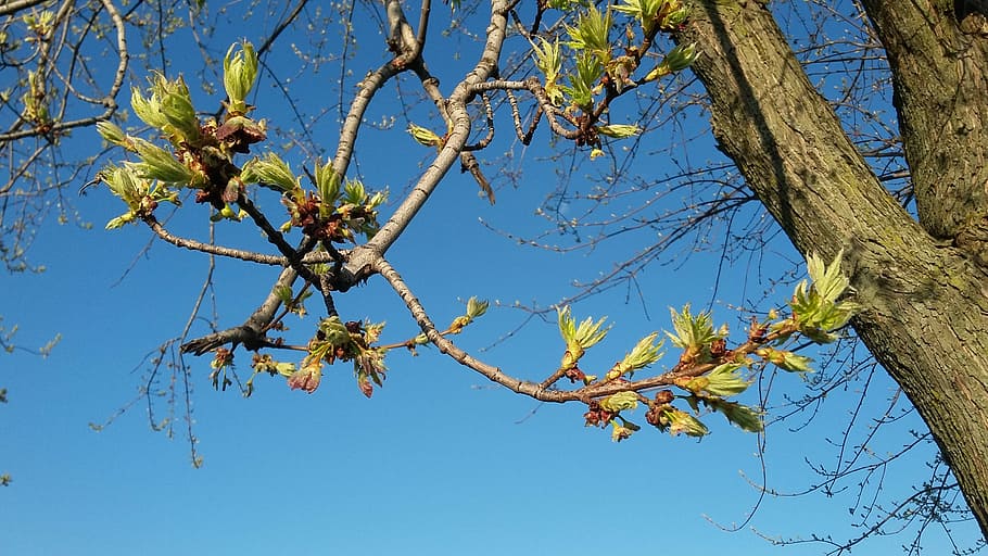 tree, green, leaf, branch, plant, sky, low angle view, nature HD wallpaper