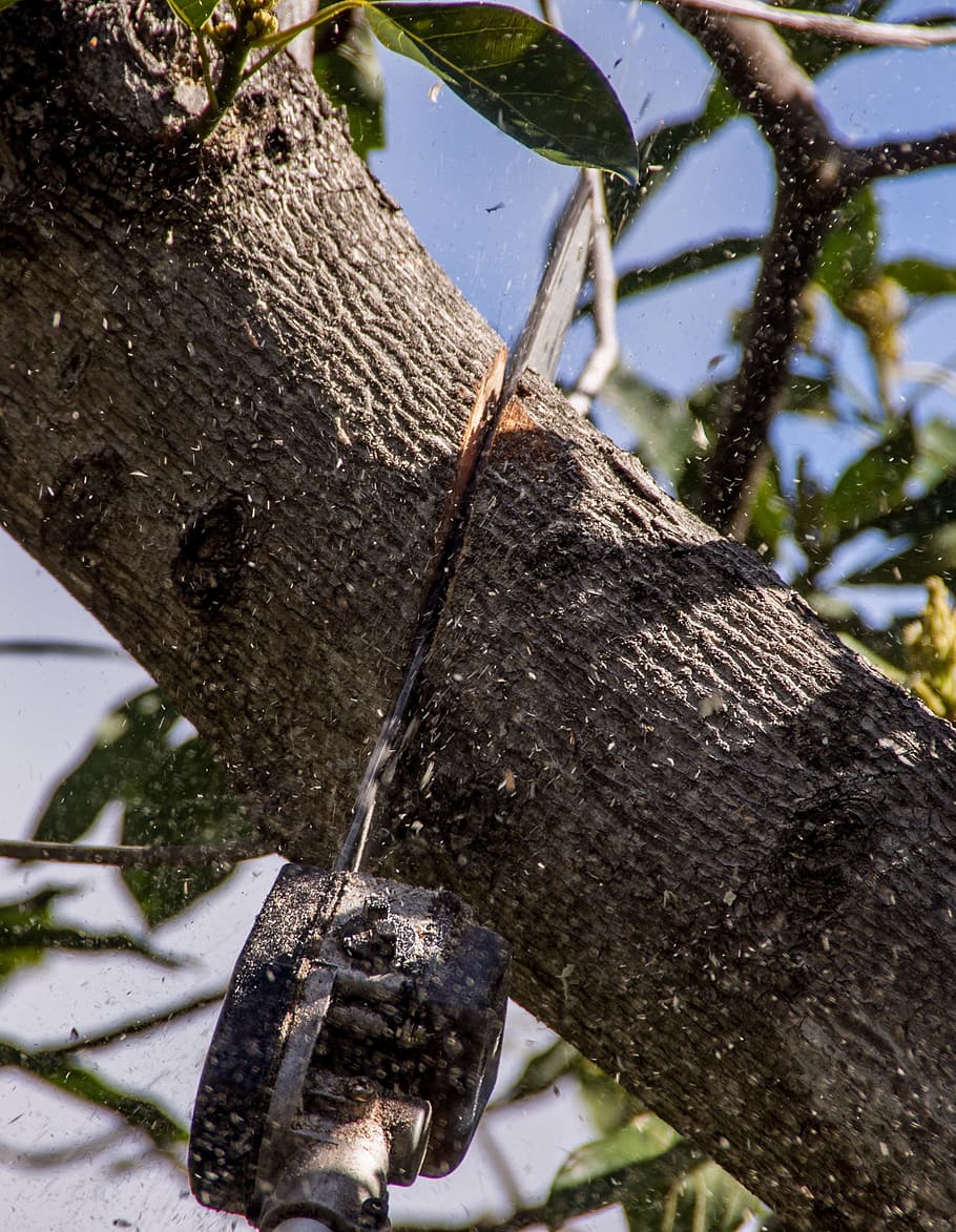 chainsaw on gray tree branch, tool, power, cutting, pruning, lopping, HD wallpaper