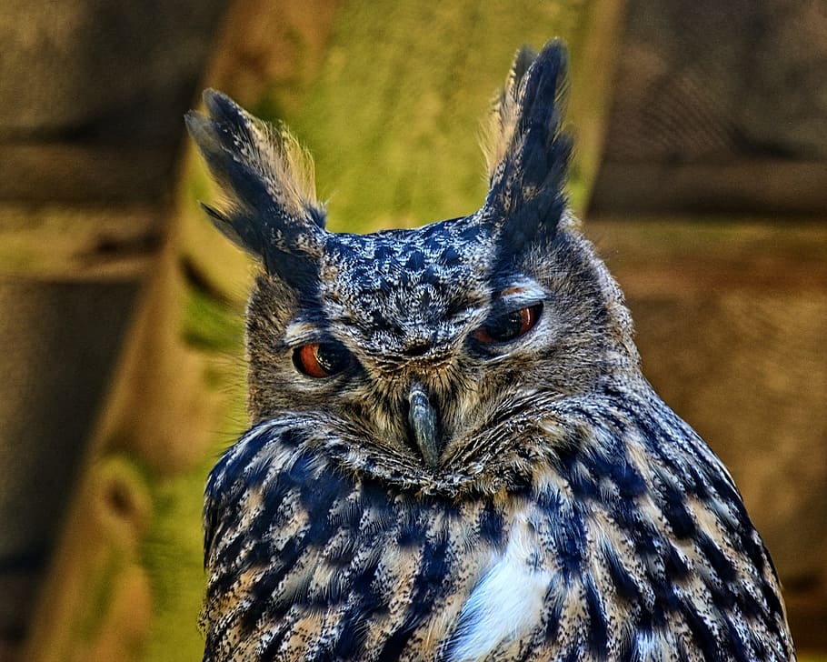 Eagle Owl, Bubo Bubo, Bird, night active, portrait eyes, view, HD wallpaper