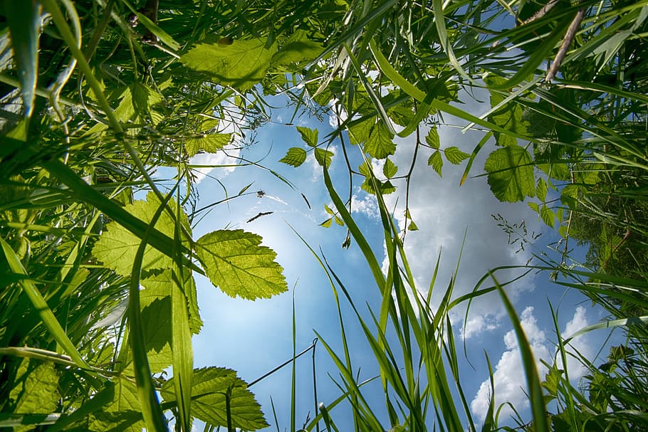 green leaf plant, meadow, grass, nature, in the green, sky HD wallpaper