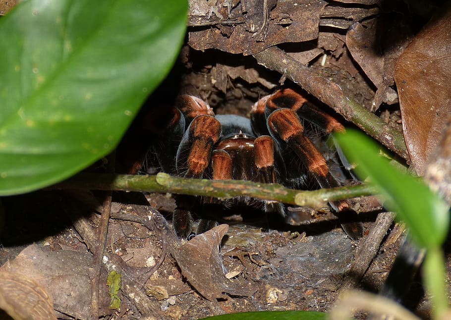 tarantula, spider, insect, exotic, cave, lurking, forest, jungle, HD wallpaper