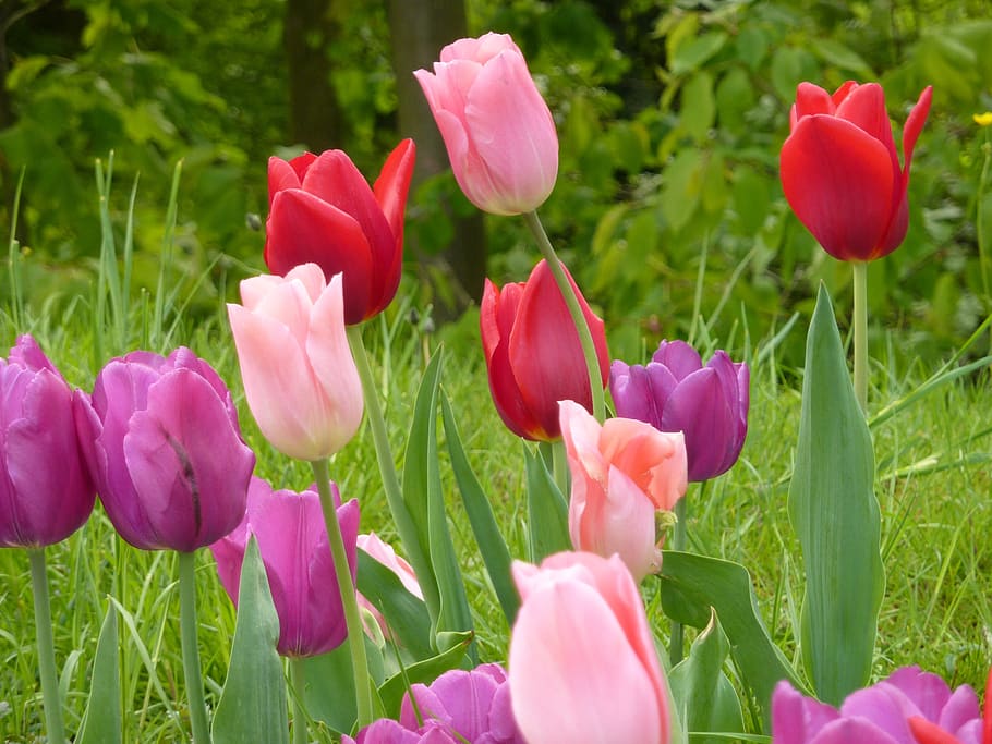 flowers, tulip, spring, meadow, flowering plant, freshness HD wallpaper