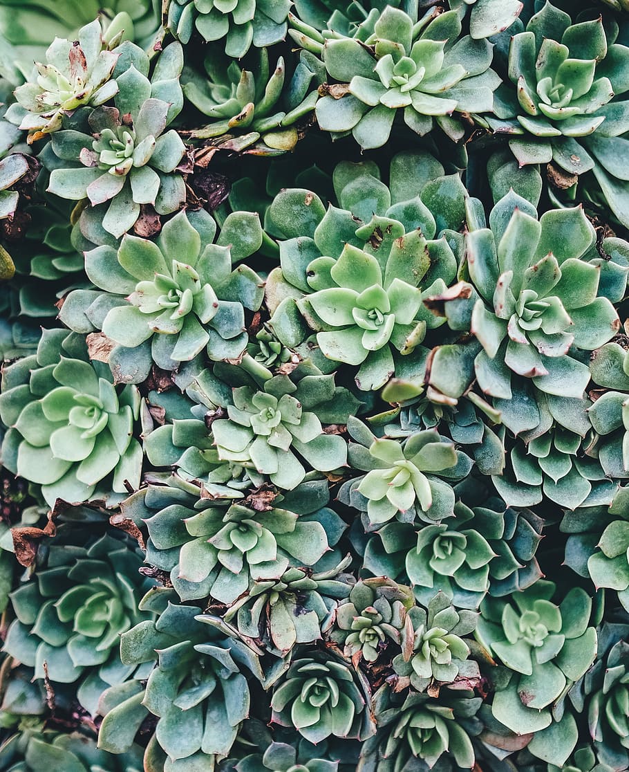 green succulent plant, green succulent plants, leaf, cactu, green color HD wallpaper