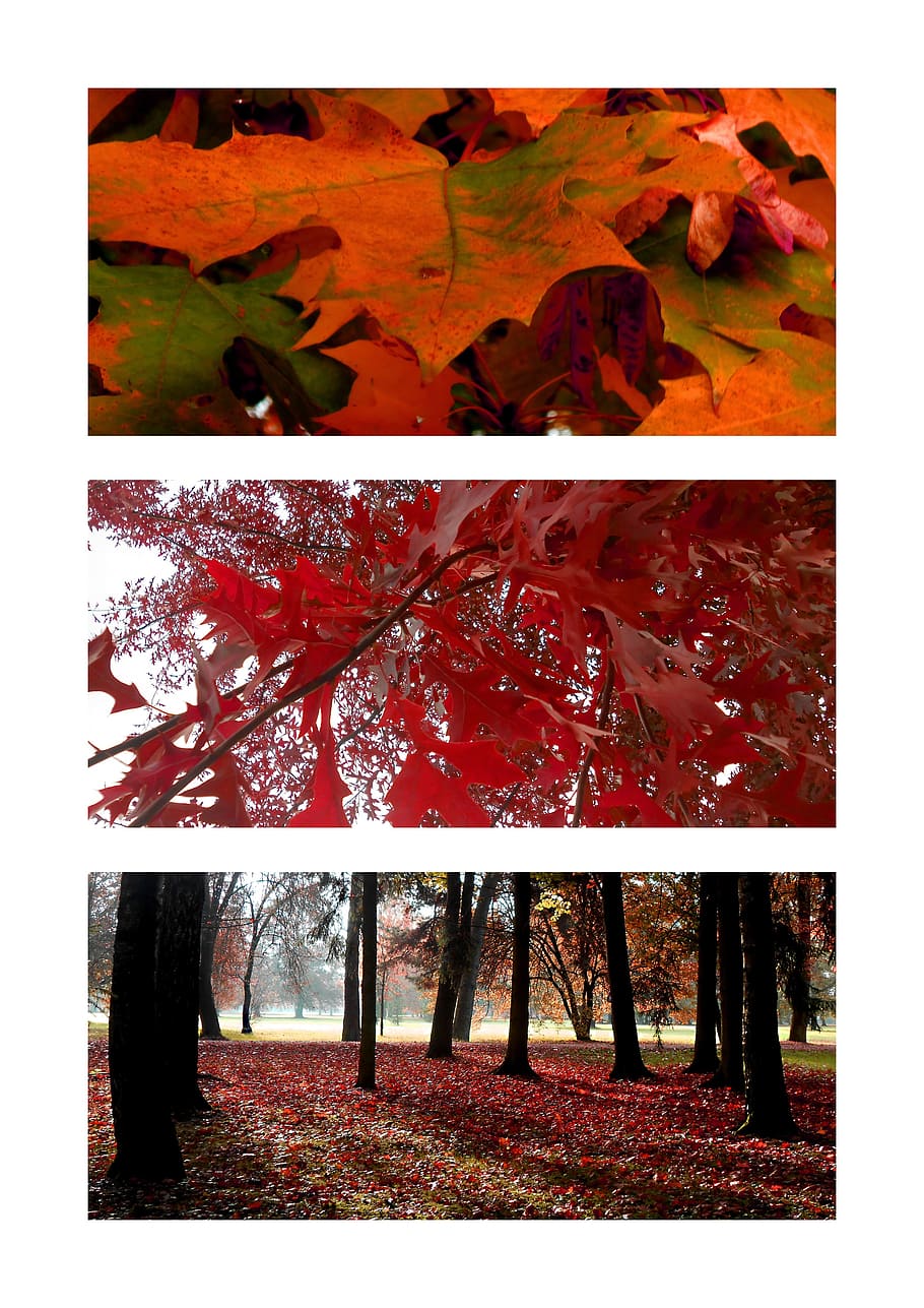autumn, red, foliage, trees, autumn leaves, nature, coloration HD wallpaper