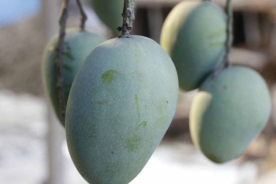 mango, raw, tree, nature, fresh, fruit, garden, natural, asia HD wallpaper