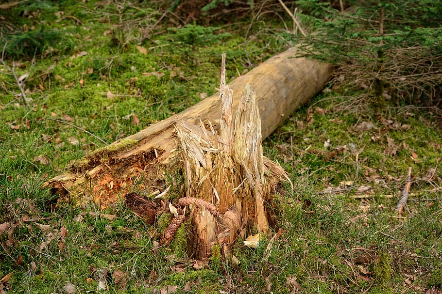 Tribe, Tree Stump, Storm, Damage, forest, nature, wood, broken HD wallpaper