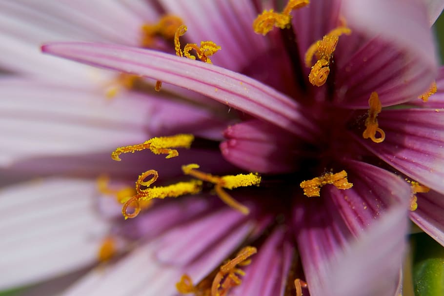flower, closeup, flora, bloom, color, macro, blossom, vibrant HD wallpaper