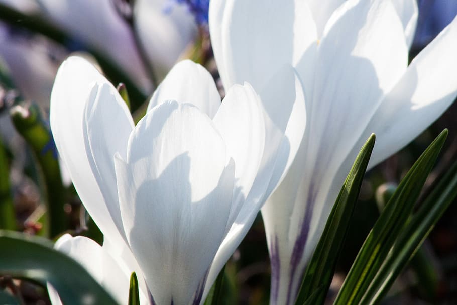 Spring, Crocus, schwertliliengewaechs, spring crocus, flowers HD wallpaper