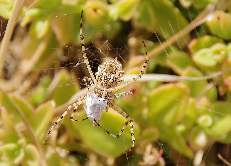 spider, cobweb, close up, macro, animal themes, animals in the wild HD wallpaper