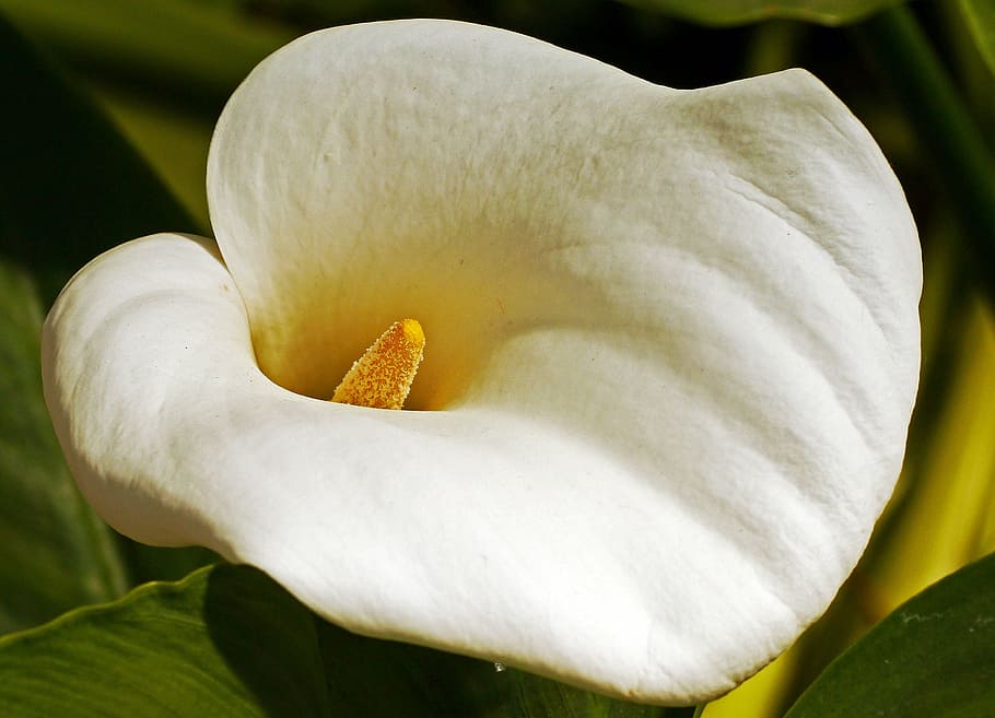 calla, blossom, bloom, funnel, houseplant, mediterranean, white HD wallpaper