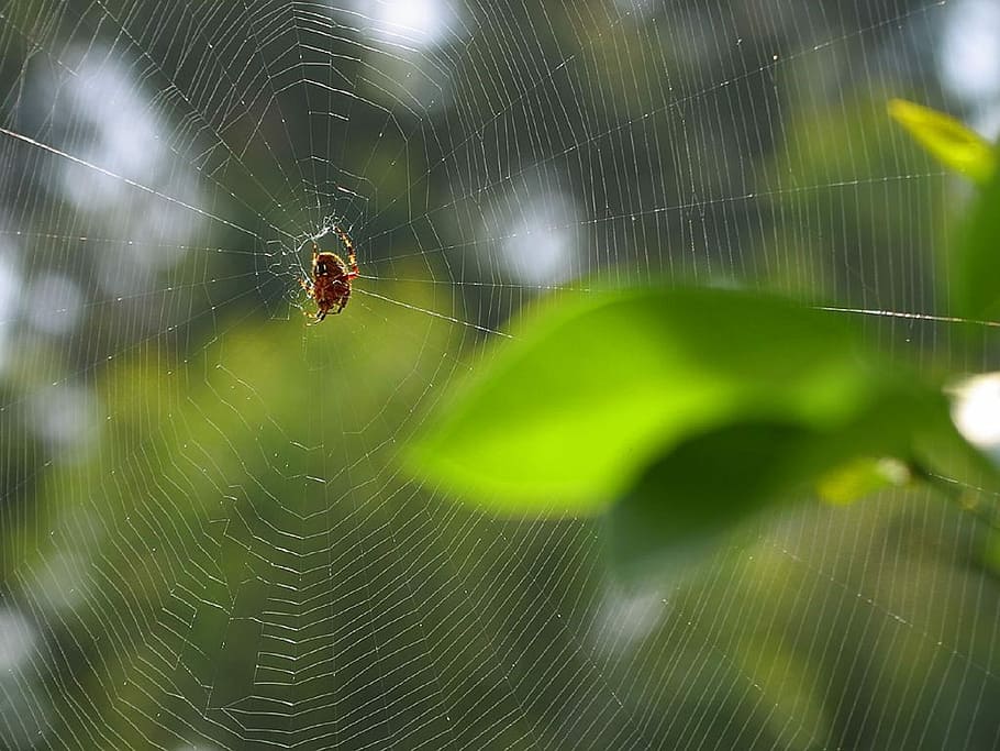 HD wallpaper: Spider Web, Web, Spider, Pattern, Trap, Net, macro