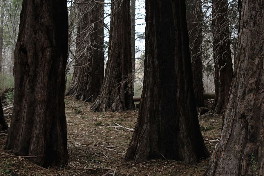 brown trees, tree trunks, nature, forest, wood, natural, bark HD wallpaper