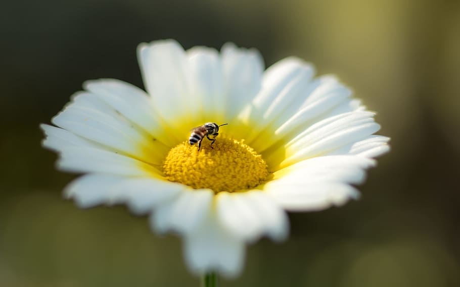 Bee, Flower, White, Nature, Spring, honey, yellow, green, summer HD wallpaper