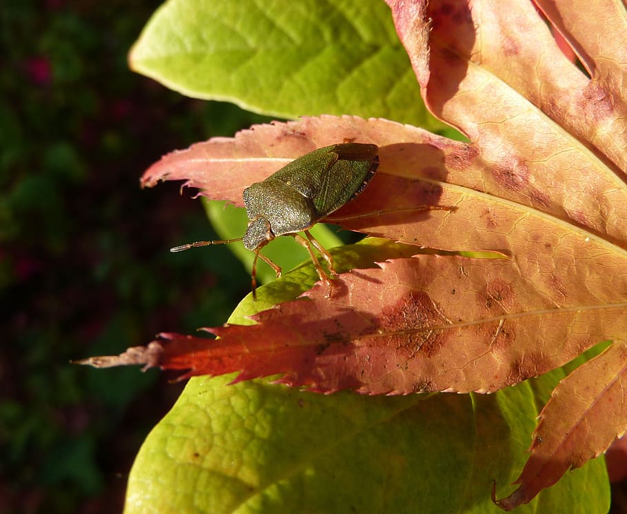 Insect, Shield Bug, Beetle, Leaf, nature, wildlife, one animal HD wallpaper