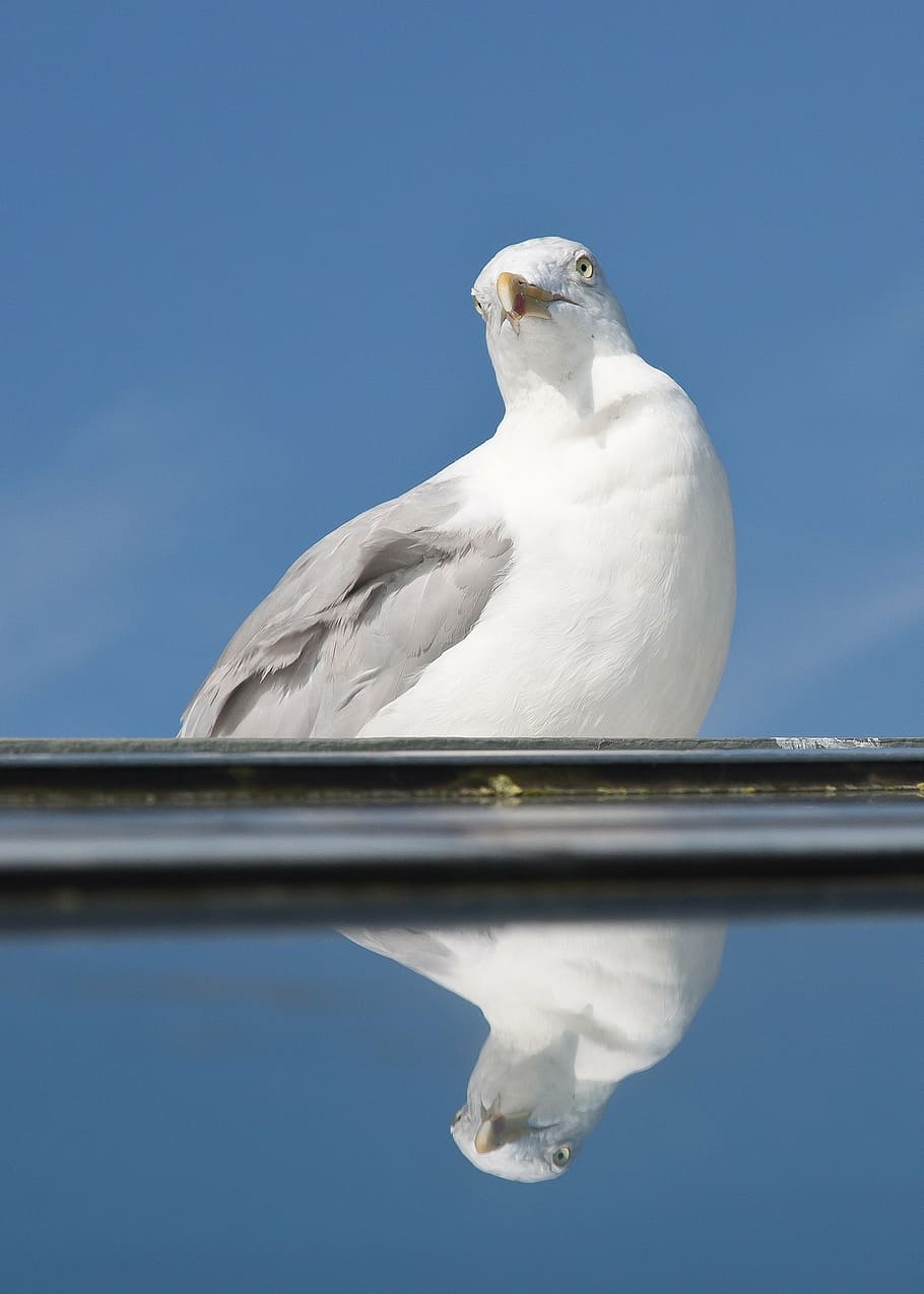 seagull, mirror, vain, bird, north sea, water, nature, mood HD wallpaper