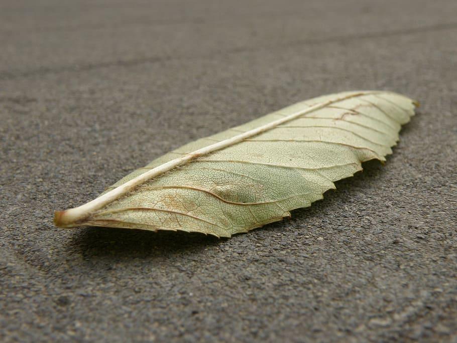 Sheet, Detail, Colored, Ash, no people, leaf, close-up, day HD wallpaper