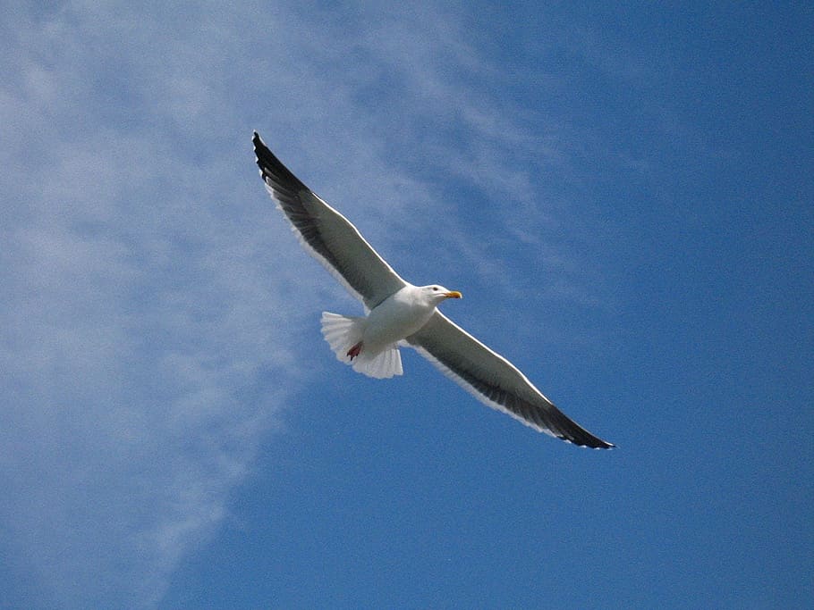 seagull, bird, soaring, high, avian, flying, animal wildlife HD wallpaper