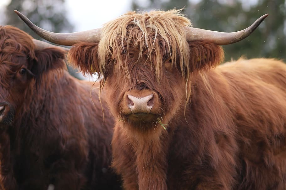 selective focus photography of brown bull, shaggy, beef, highland beef, HD wallpaper