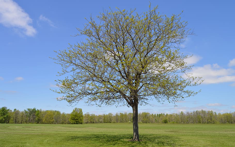 Tree, Meadow, Nature, Landscape, filed, green, grass, summer HD wallpaper