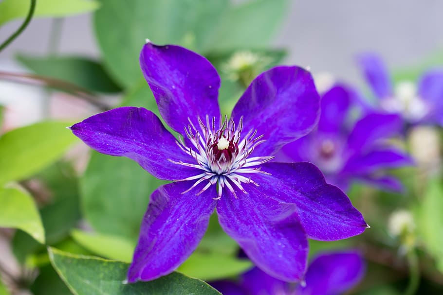 clematis, viola, flower, violaceae, violet, purple, blossom HD wallpaper