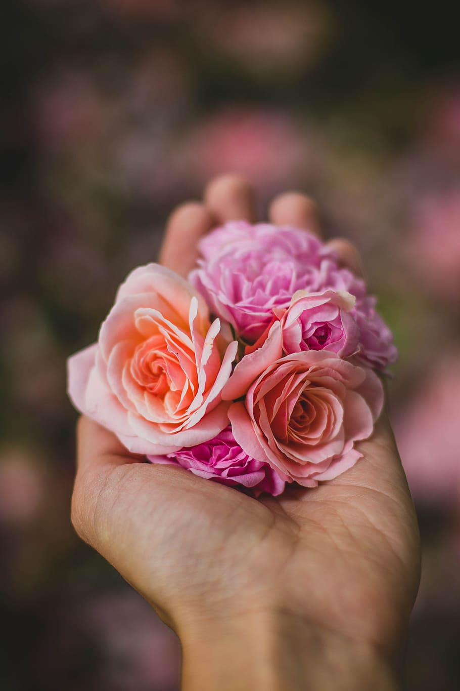 love, hand, flowers, petals, beautiful, bloom, blooming, blossom HD wallpaper