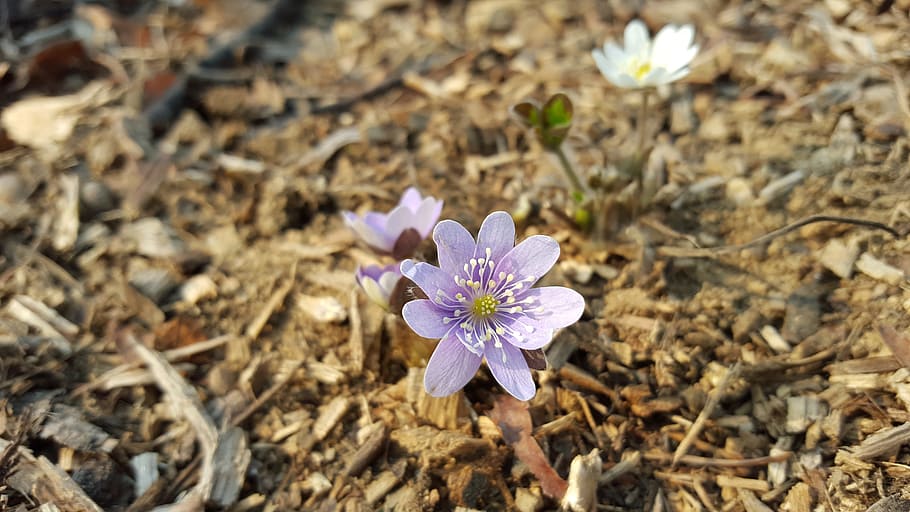 hepatica, purple, flowers, spring, flowering plant, freshness HD wallpaper