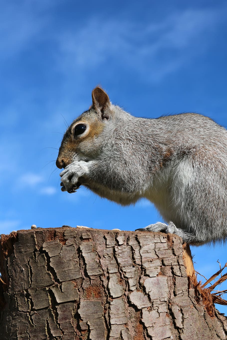 squirrel, grey squirrel, feeding, animal, gray, tree, brown HD wallpaper