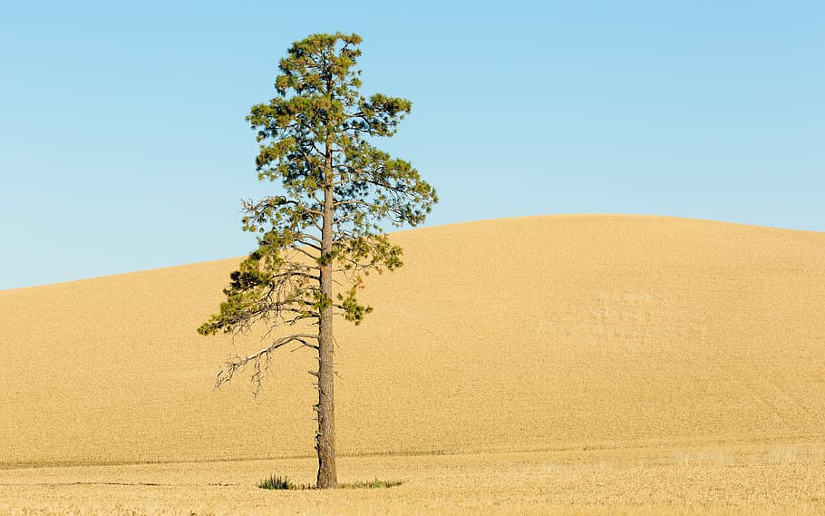photo of tree on sand dune, green tree under blue sky during daytime HD wallpaper