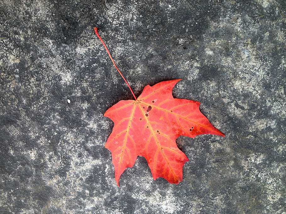 leaf, maple, autumn, red, maple leaf, plant part, change, close-up HD wallpaper