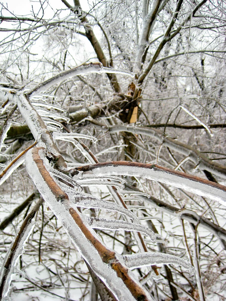Ice, Trees, Winter, Snow, Cold, Freezing, sleet, plants, damage HD wallpaper