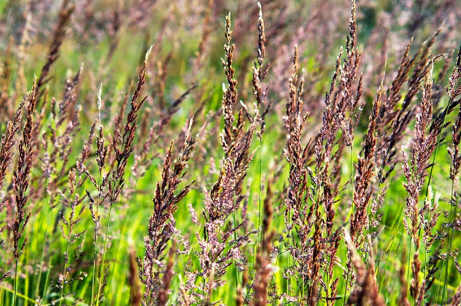 Grasses, Flora, Nature, growth, plant, agriculture, crop, outdoors HD wallpaper