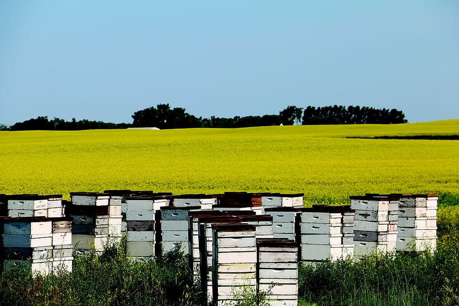 canola, field, yellow, bees, hives, nature, landscape, farming