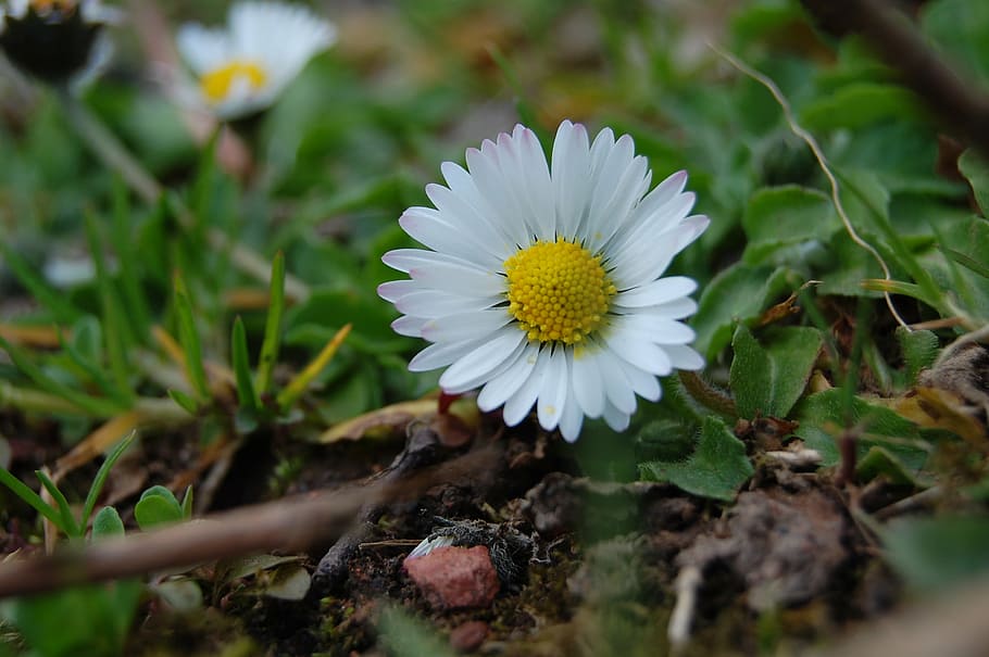 daisy, flower, macro, nature, spring, blossom, bloom, white HD wallpaper