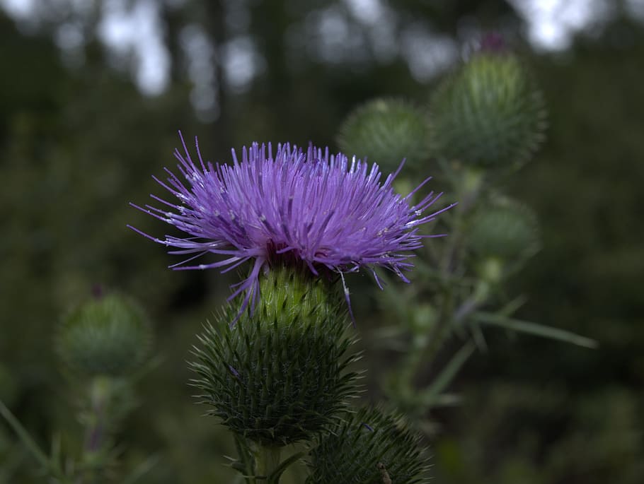 Thistle, Blossom, Bloom, Blue, Spur, thorns, prickly, purple HD wallpaper