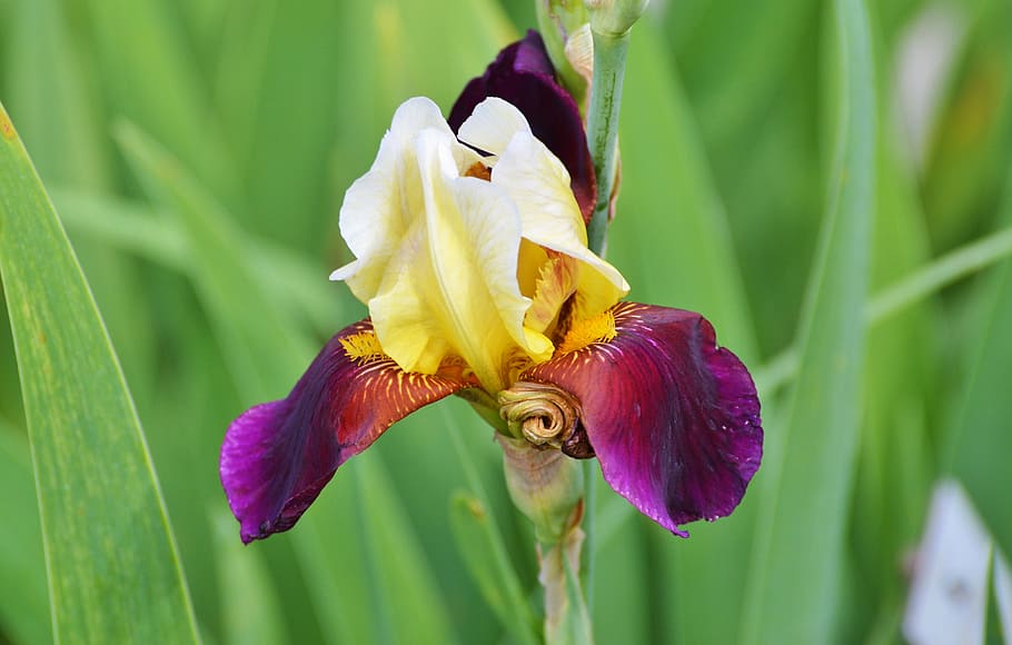 selective focus photography of yellow and purple Iris flower HD wallpaper