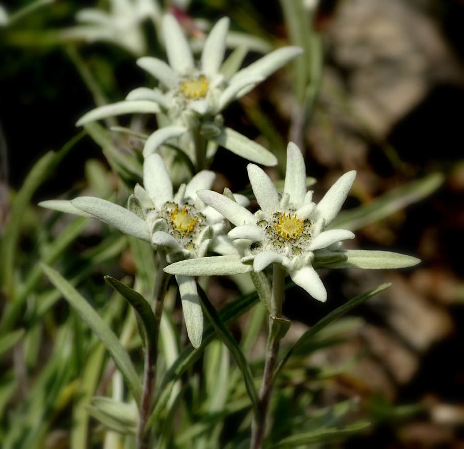 HD wallpaper: flower, edelweiss, plant, nature, tatry, white, flowering ...